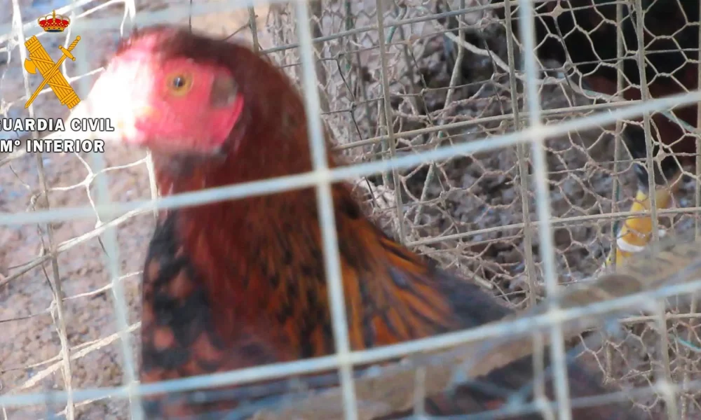 gallo.jpg