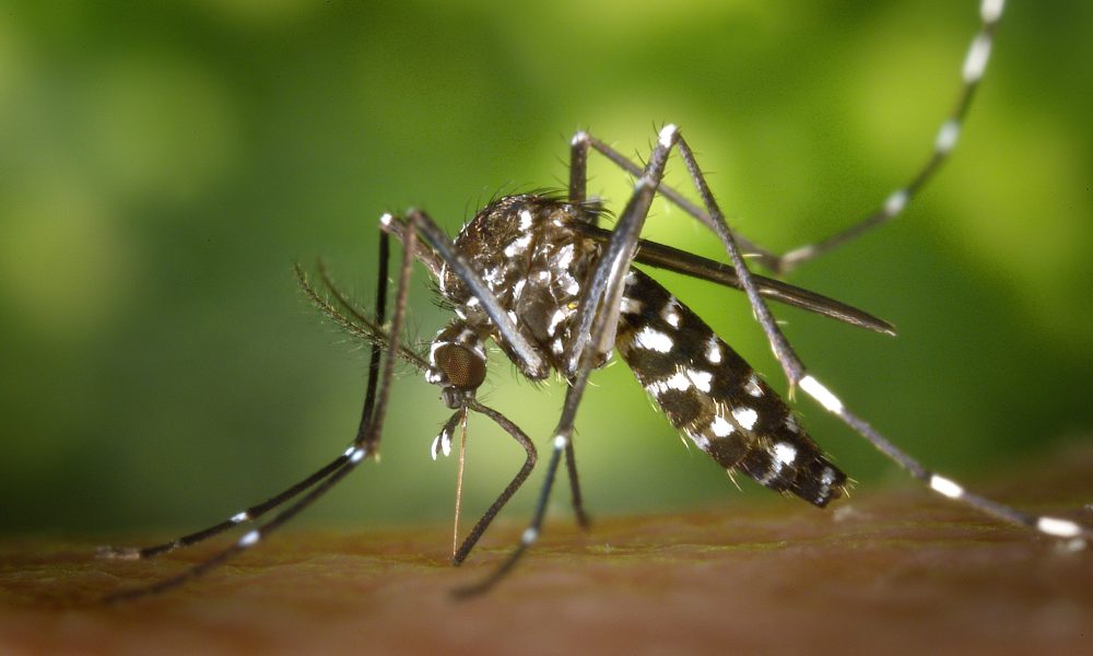 mosquito tigre