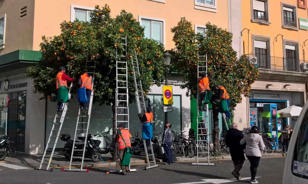 recogida naranjas sevilla.jpg