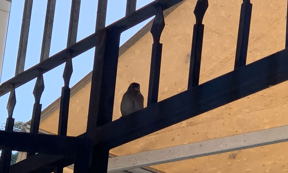 Pajaro reja