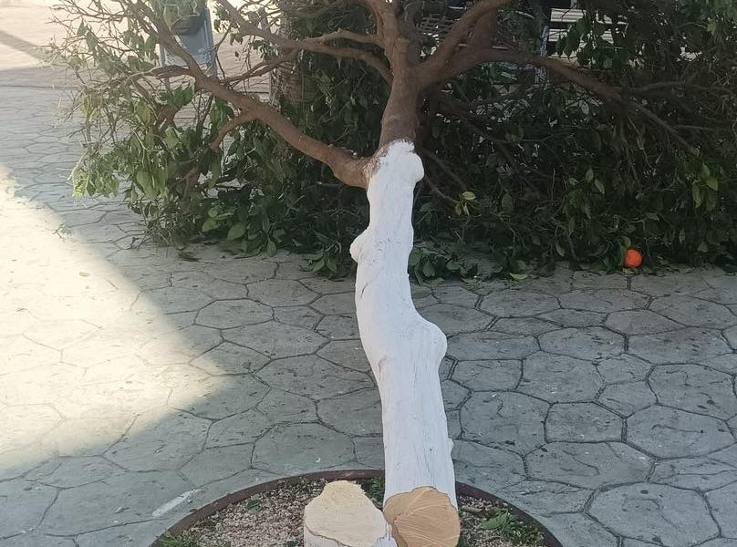 arbol arahal
