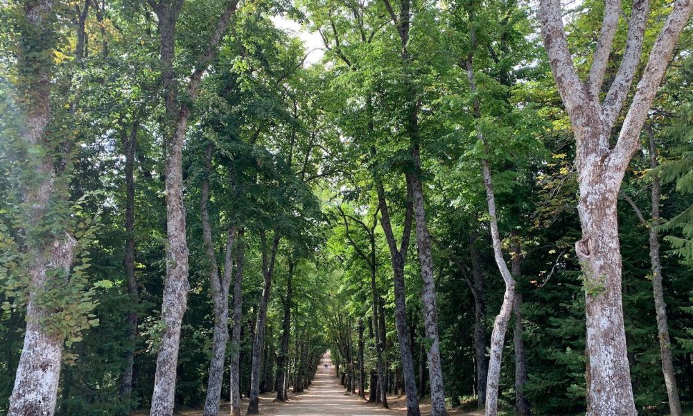 Arboles paseo sendero