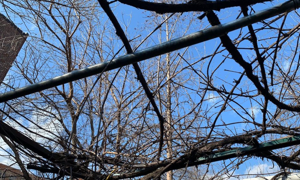 Arboles techo