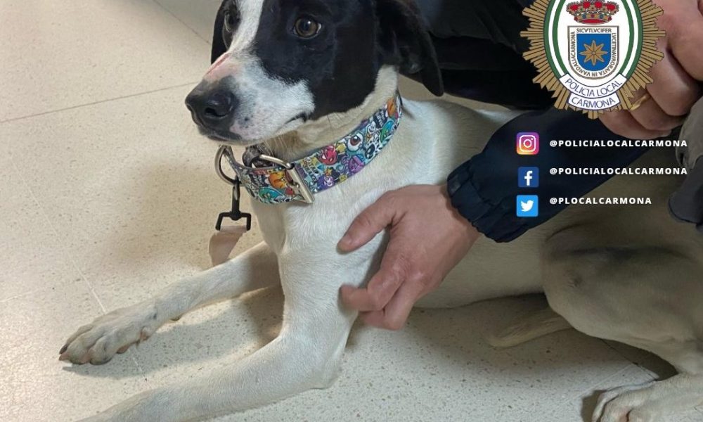 Perro perdido