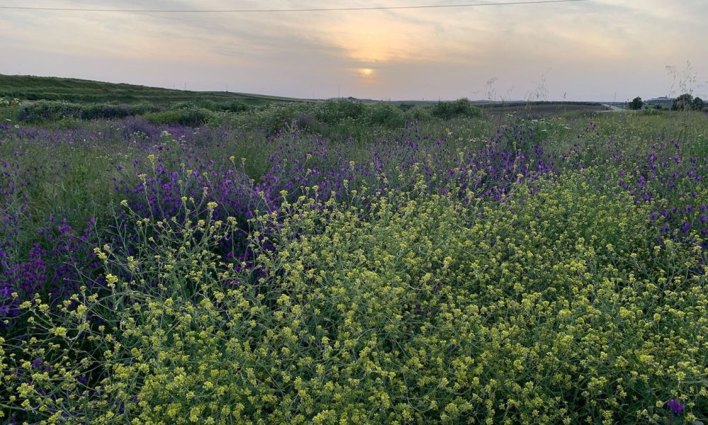 Campo atardecer flores