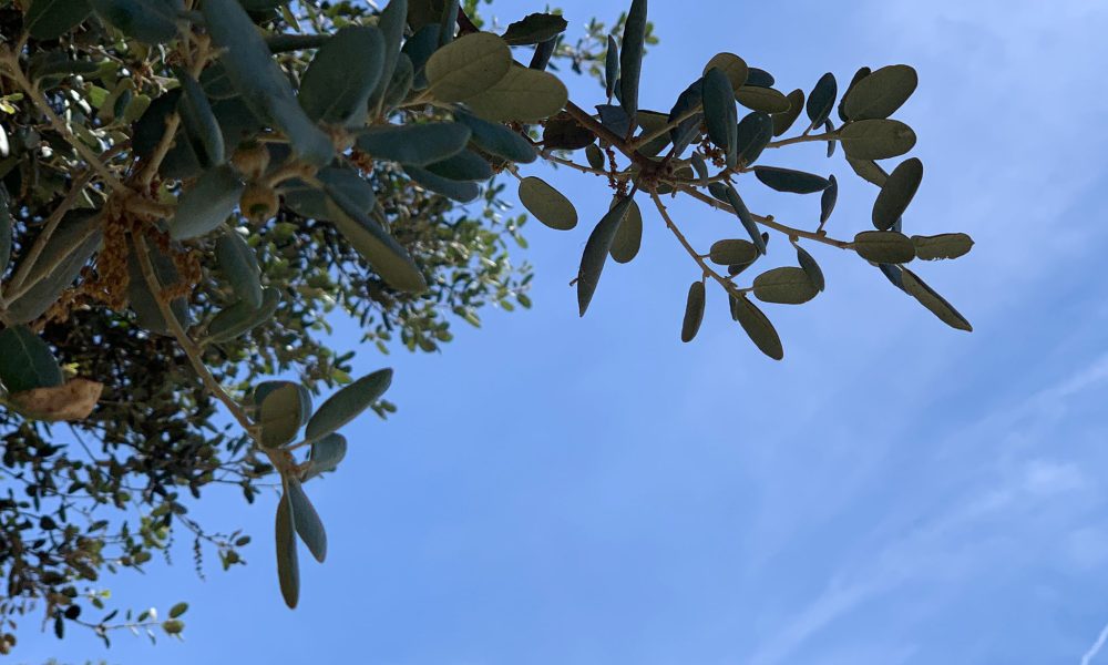 Arbol nubes