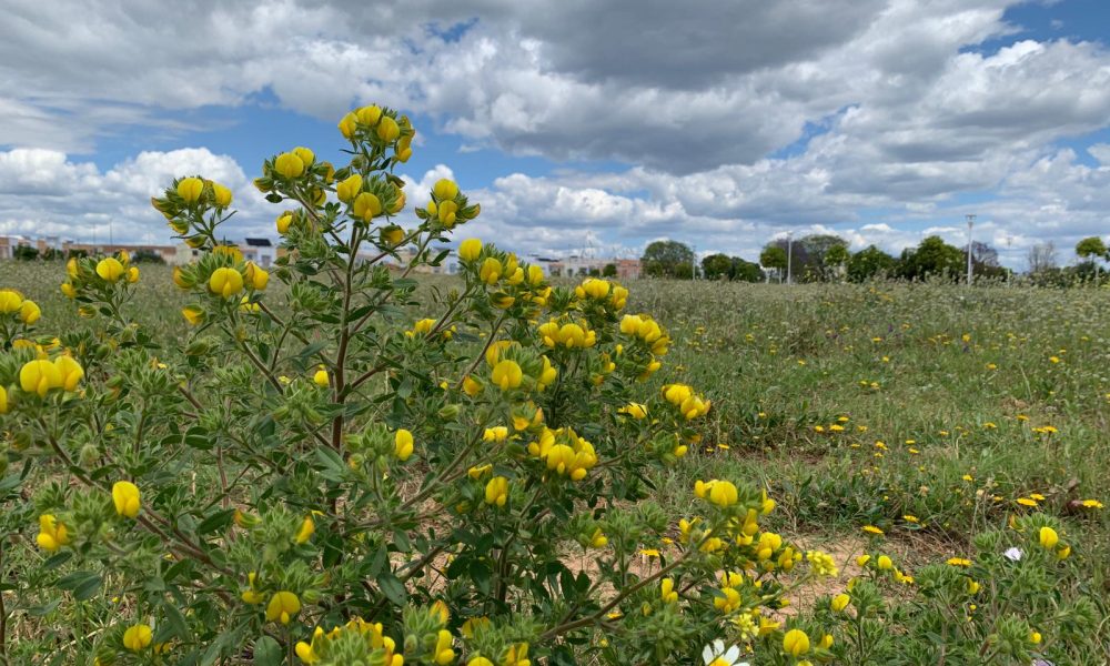 Flores campo Gerena