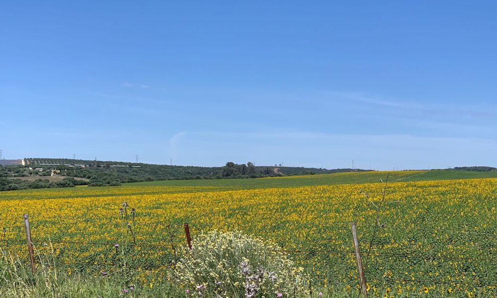 Girasoles campoo