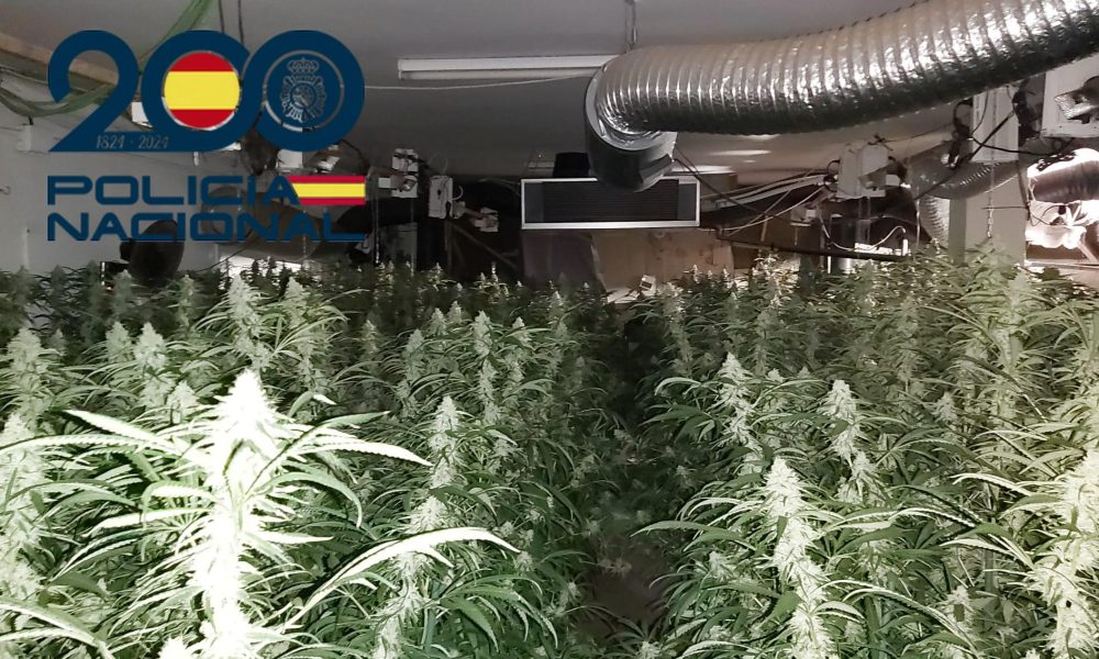 Marihuana Sevilla