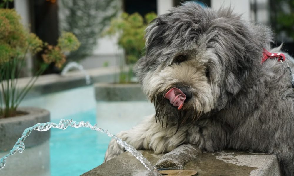 Perro agua fuente