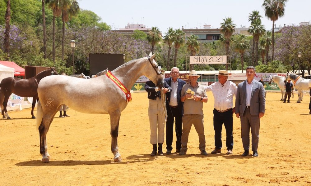 Prodetur premio caballos