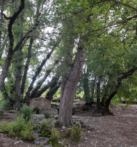 Sendero arboles campo
