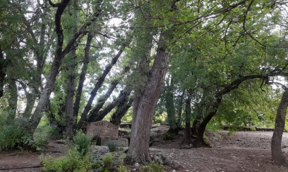 Sendero arboles campo
