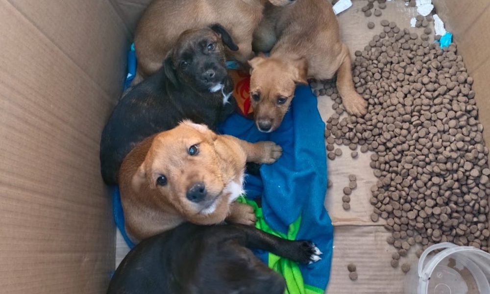 cachorros perros contenedor