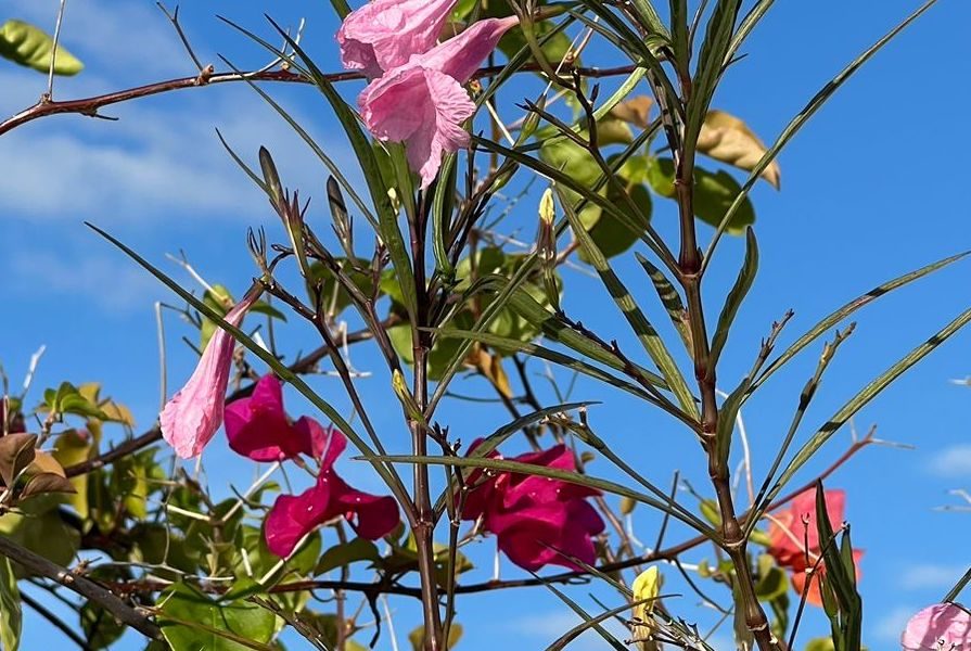 Flores Santo Domingo
