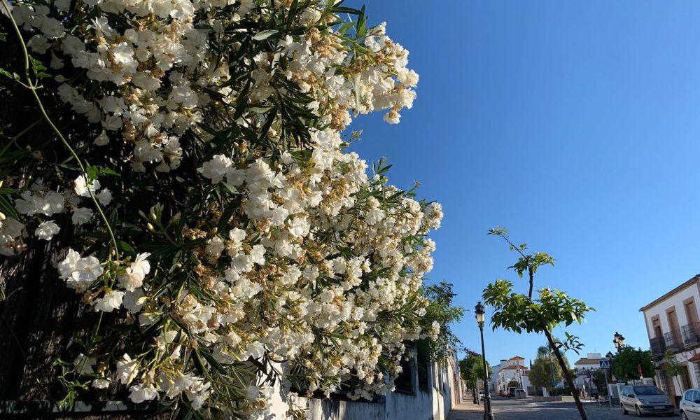 Flores calle Gerena