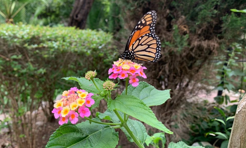 Mariposa Gibraltar