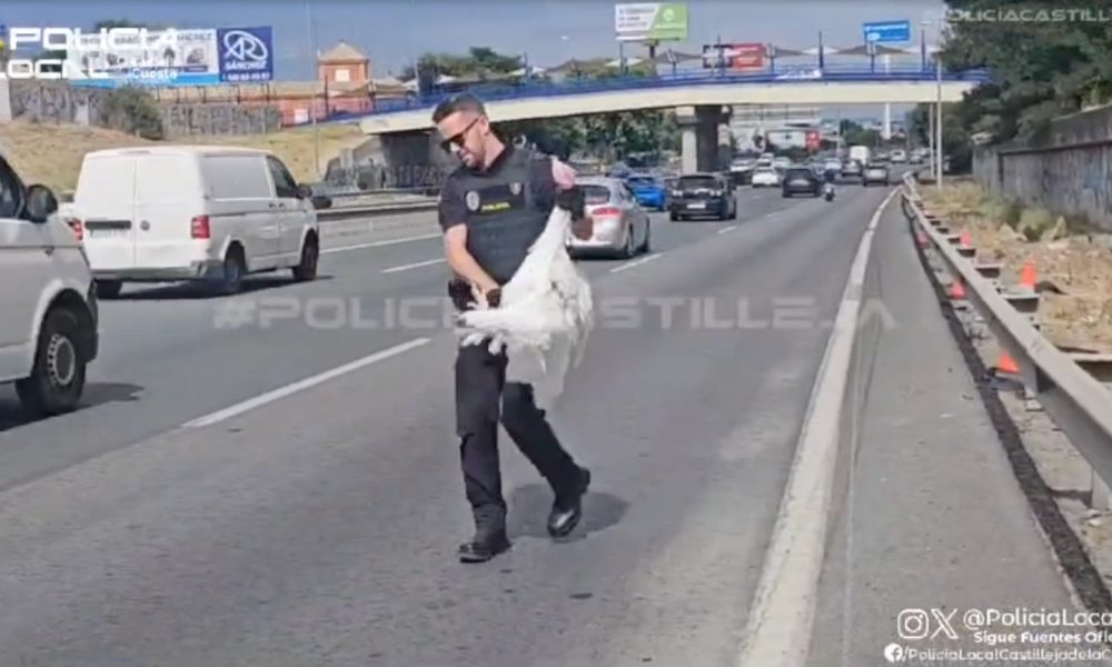 Policia pavo autopista