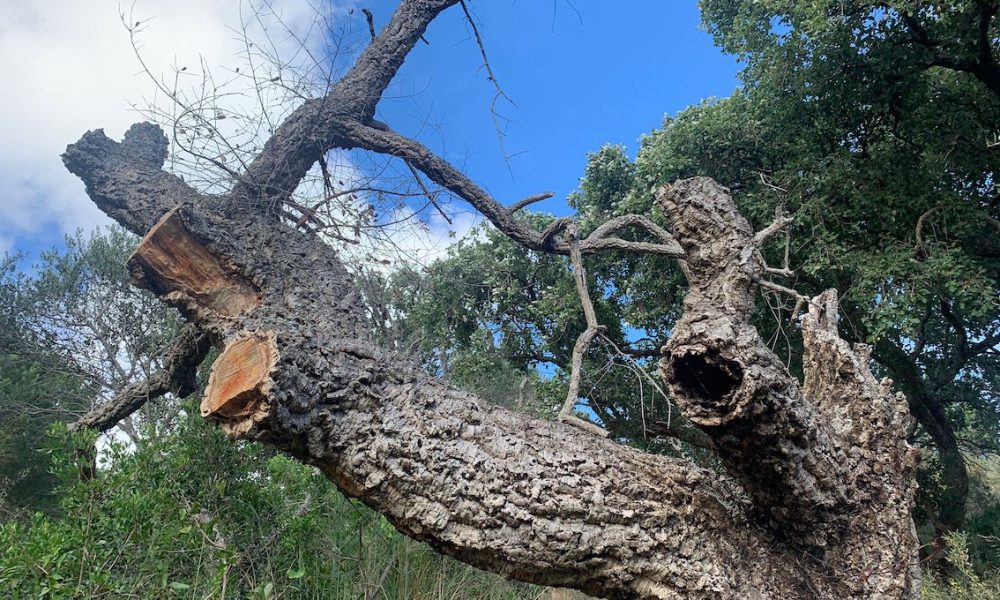 arbol tronco campo