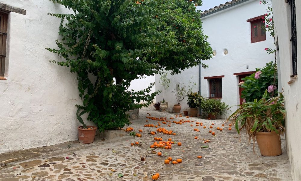 naranjas suelo pueblo