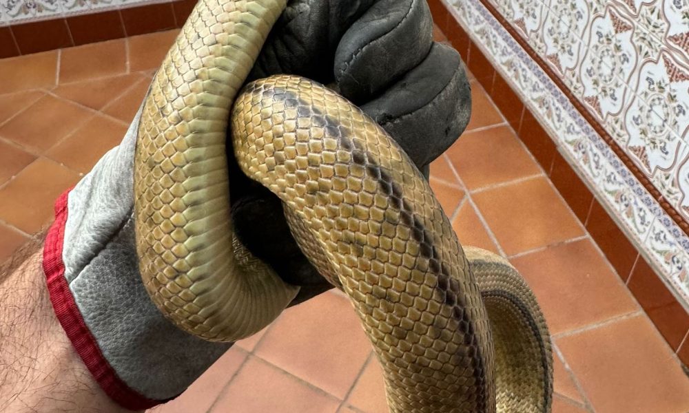 serpiente Gelves