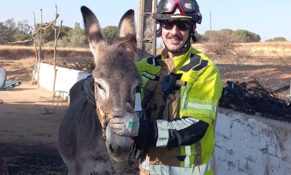 Burro alcala bomberos