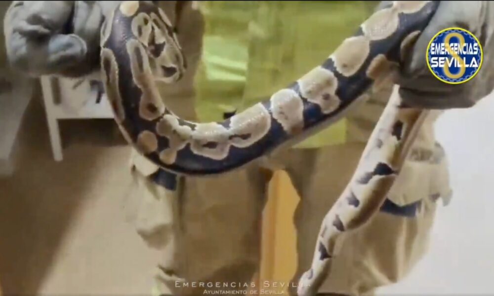 Serpiente Sevilla