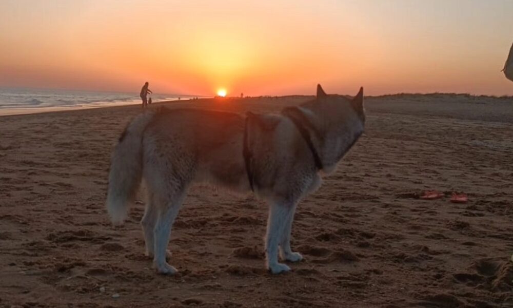 perro sol