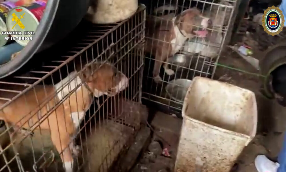 perros abandonados