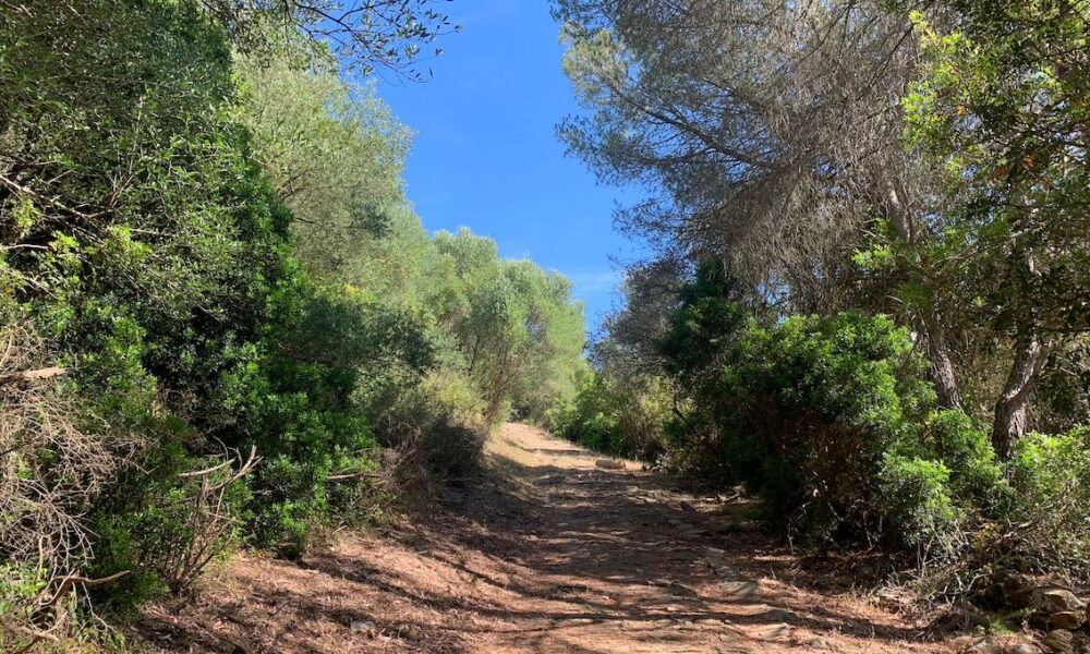sendero campo