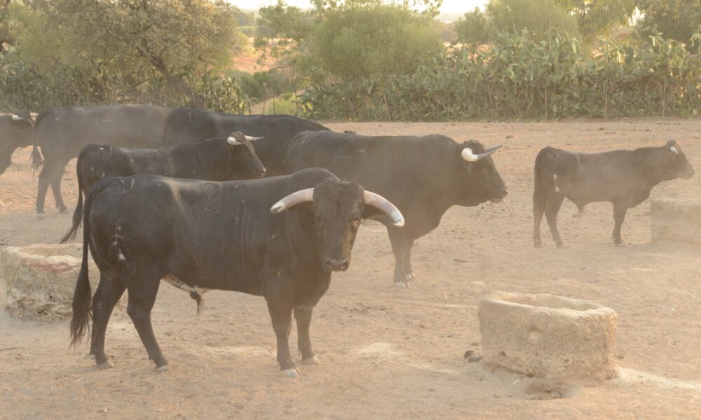toros