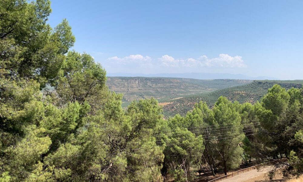 Olivar paisaje