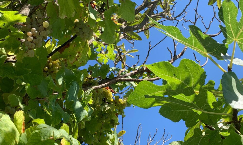 Uvas