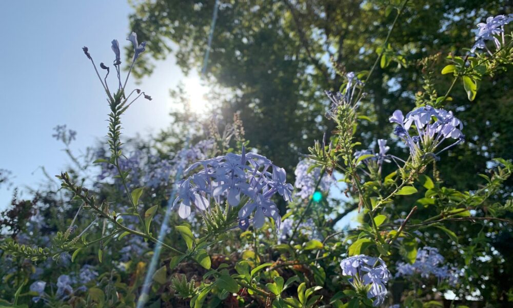 flores sol