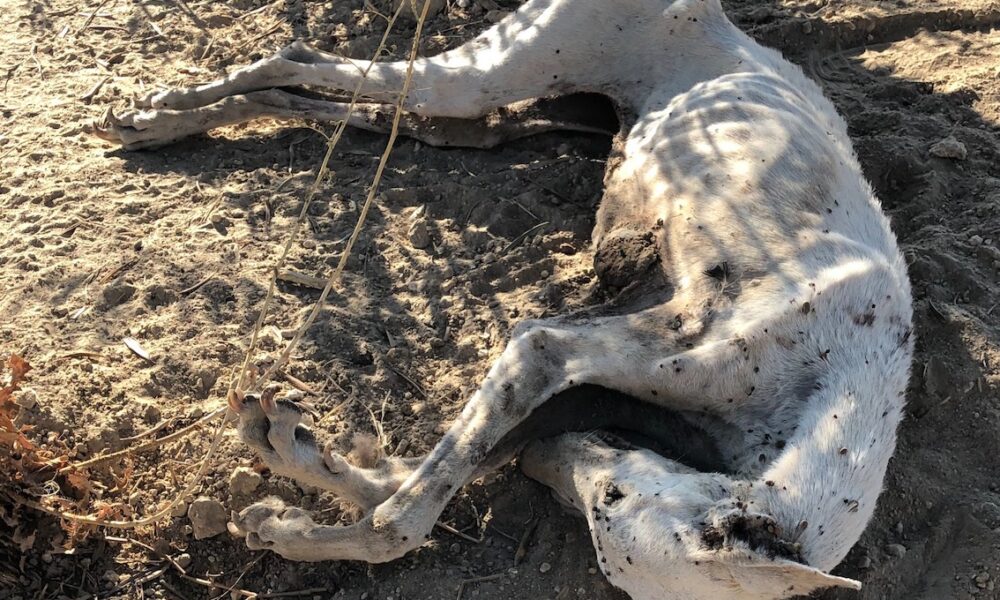 galgo abandonado