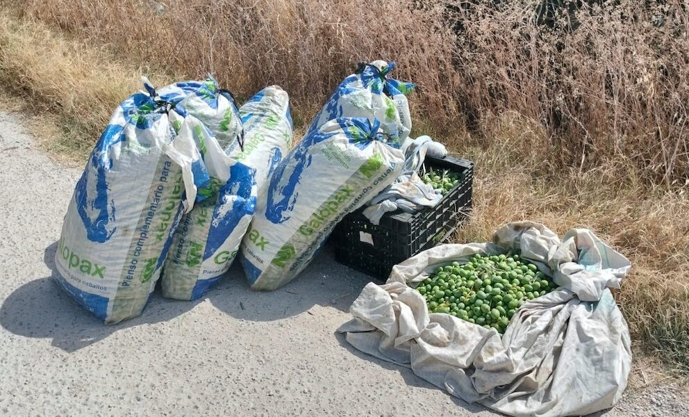 Aceitunas robadas