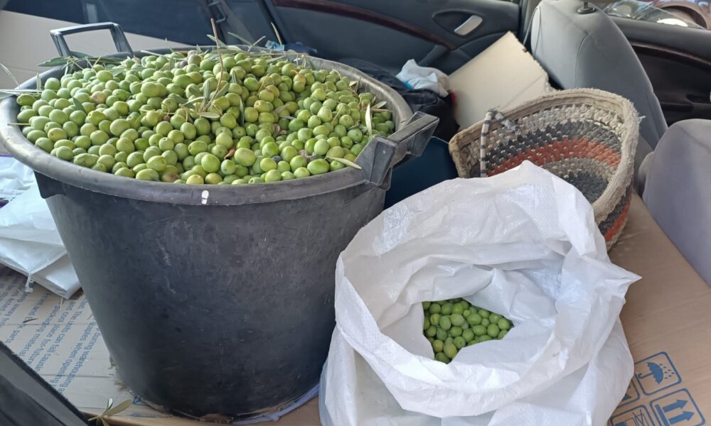 Aceitunas robo 1