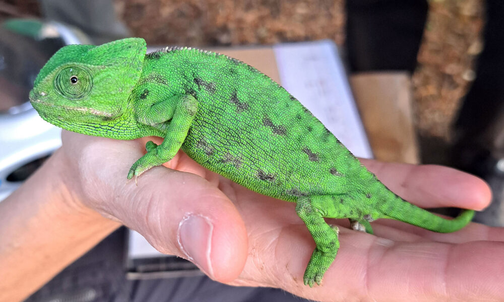 Camaleon comun
