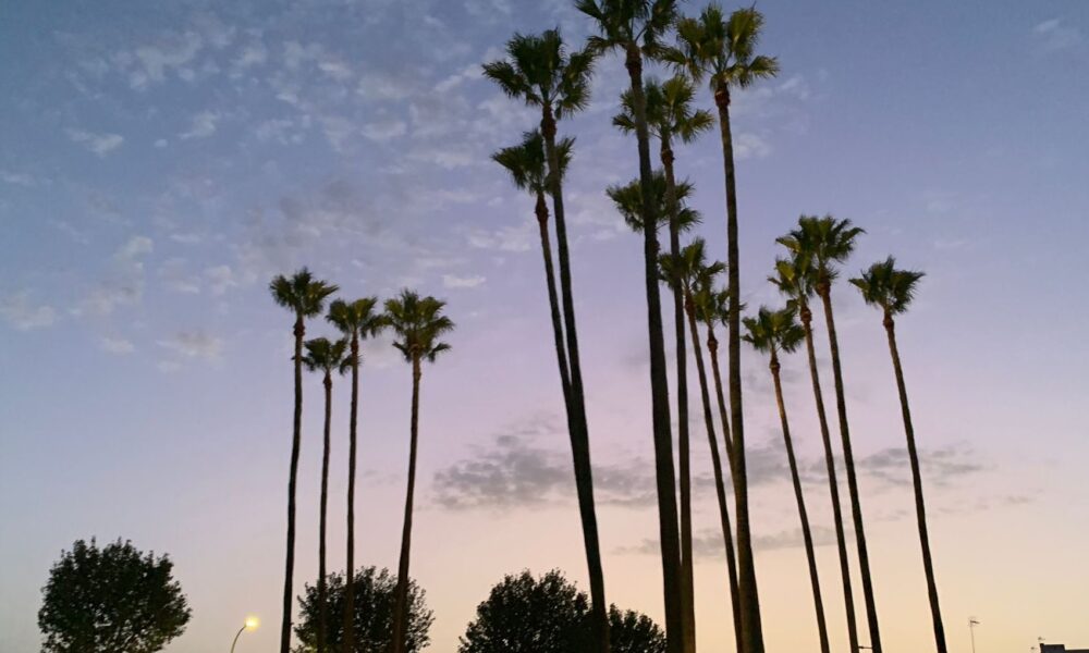 Puesta de sol palmeras