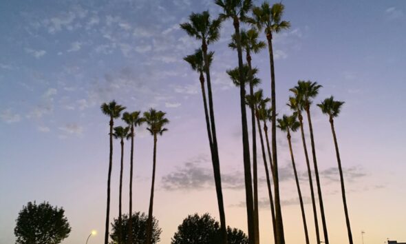Puesta de sol palmeras