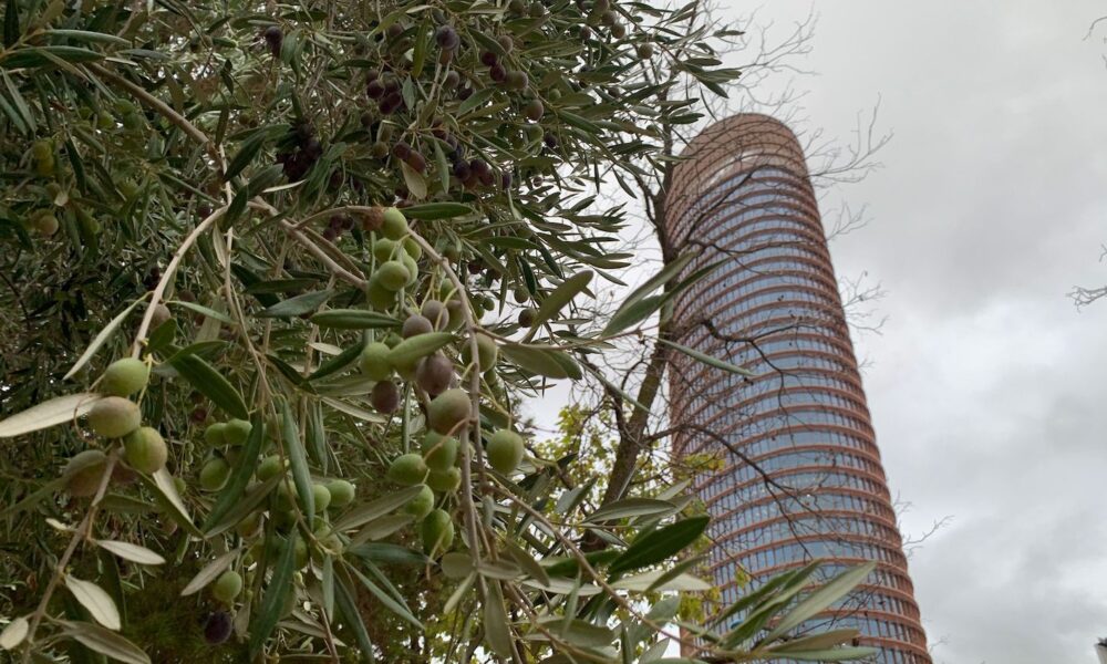 Torre Sevilla arboles