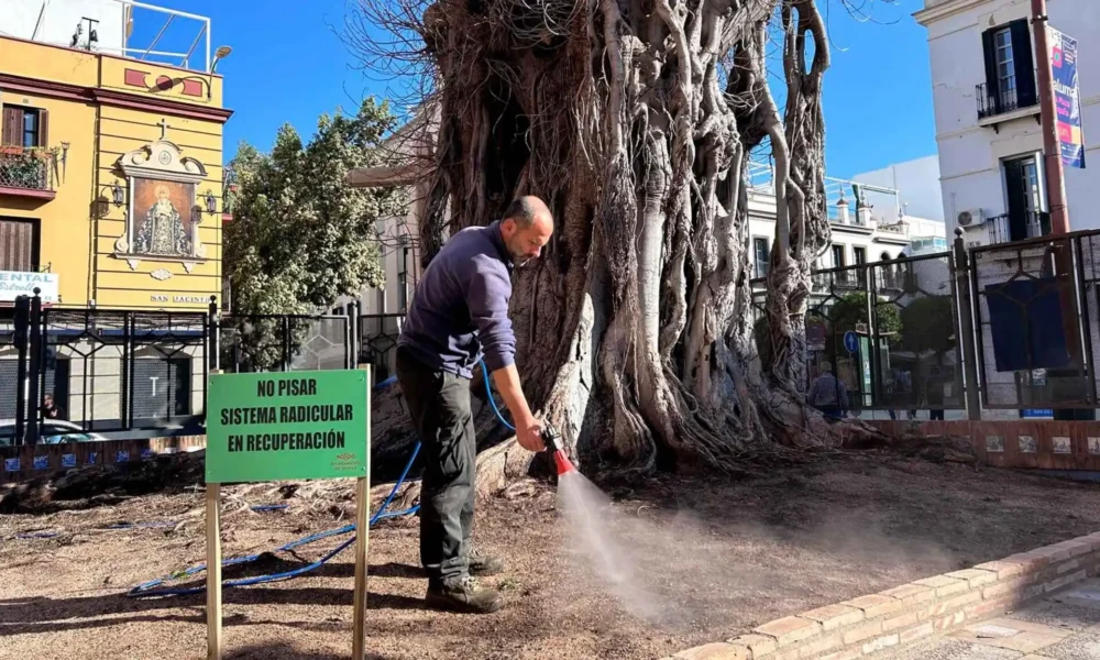 ficus san jacinto scaled.jpg