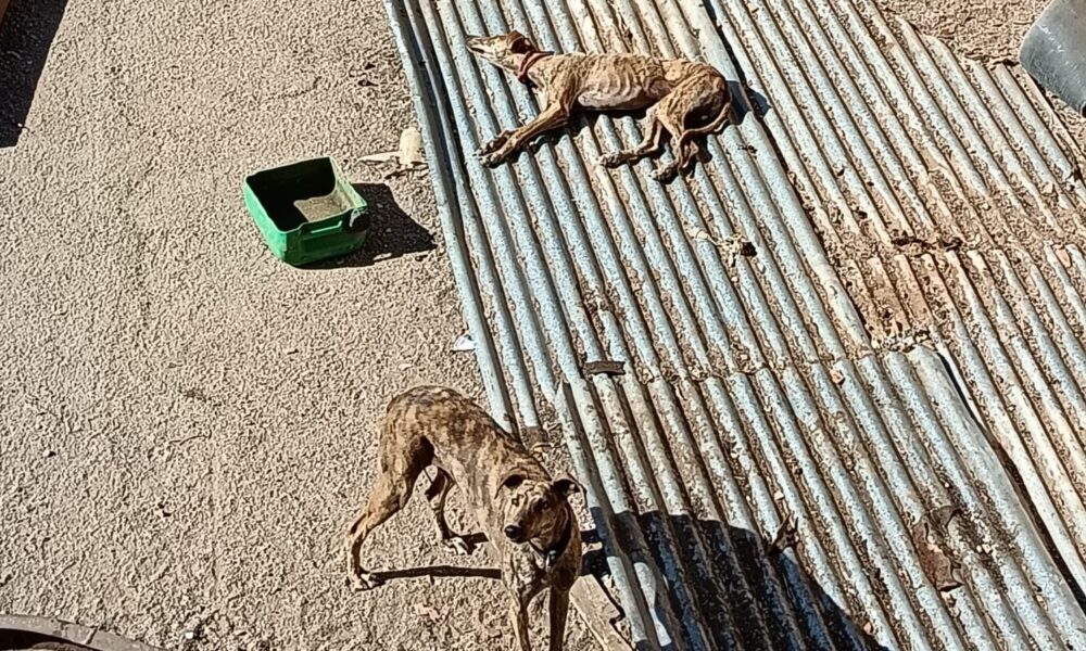 Galgos abandonados