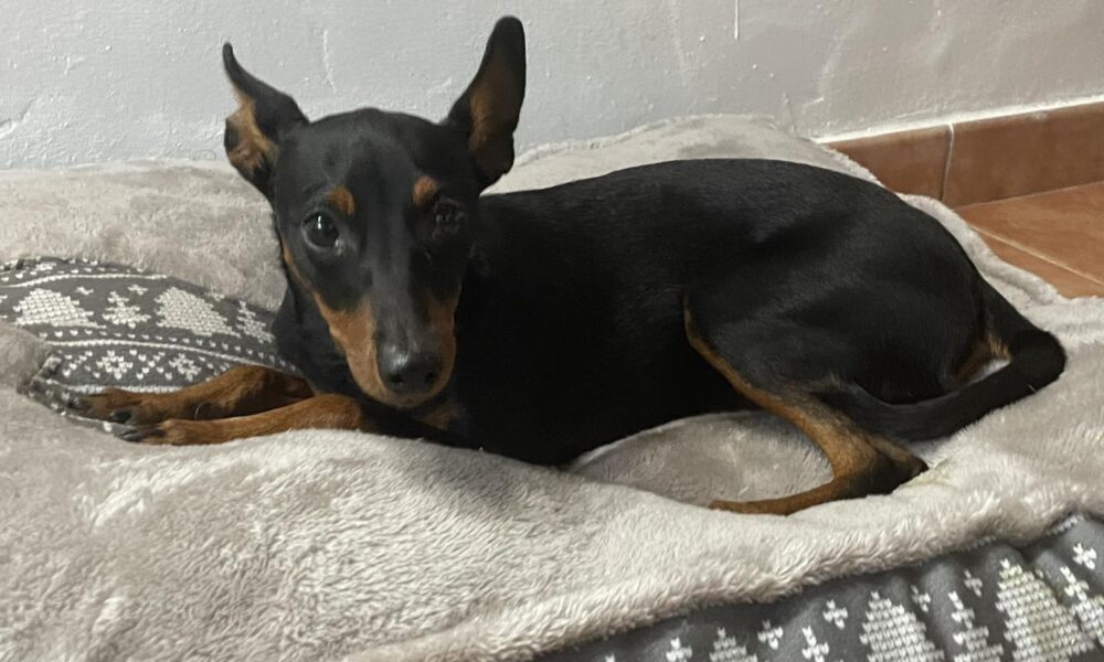 perra adopcion