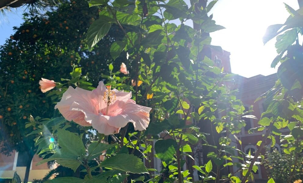 Flor Sol arbol