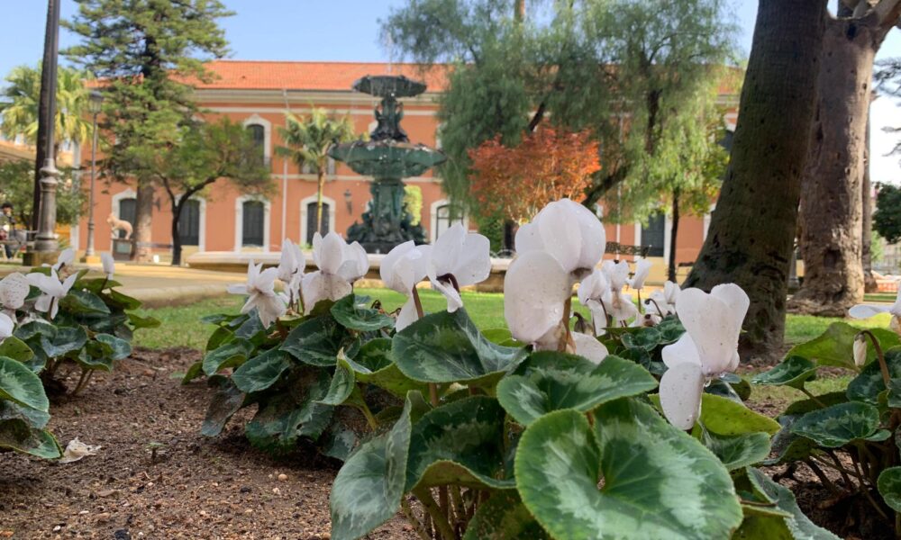 Flores jardin casa colon