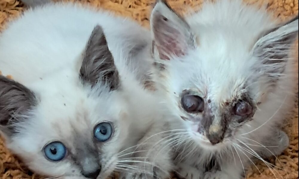 gatos