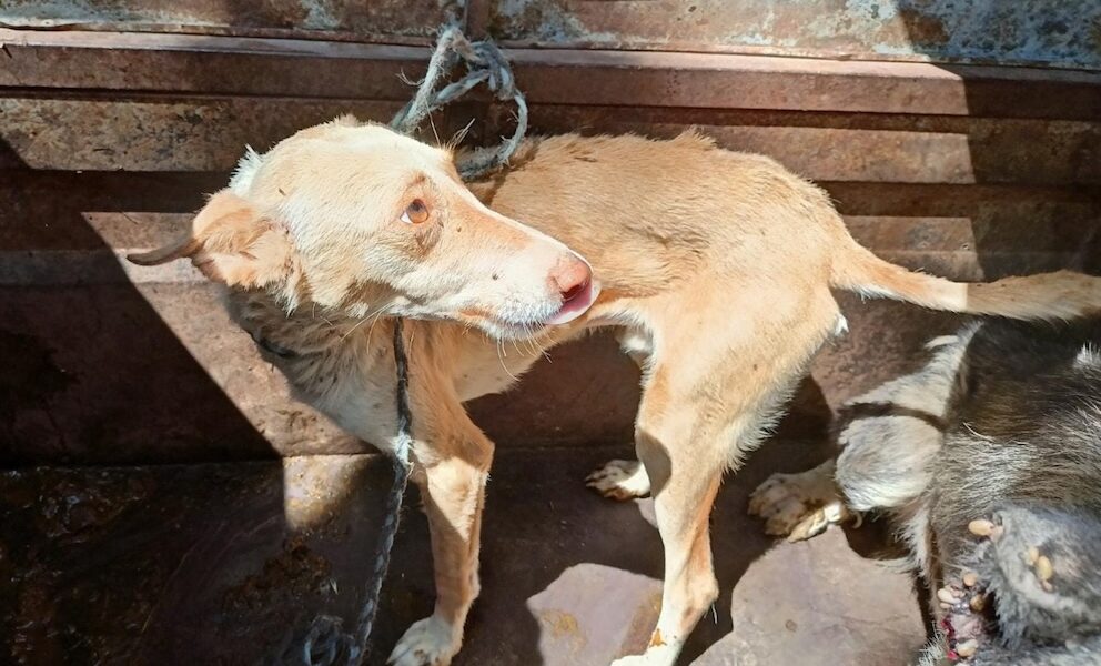 perro maltratado