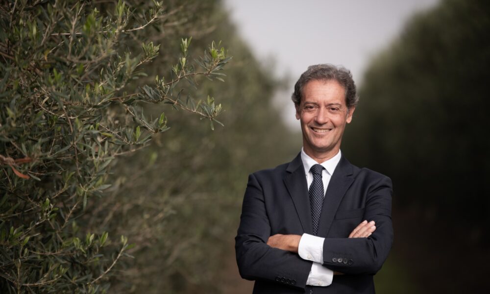 Sergio Anton Aceitunas Guadalquivir