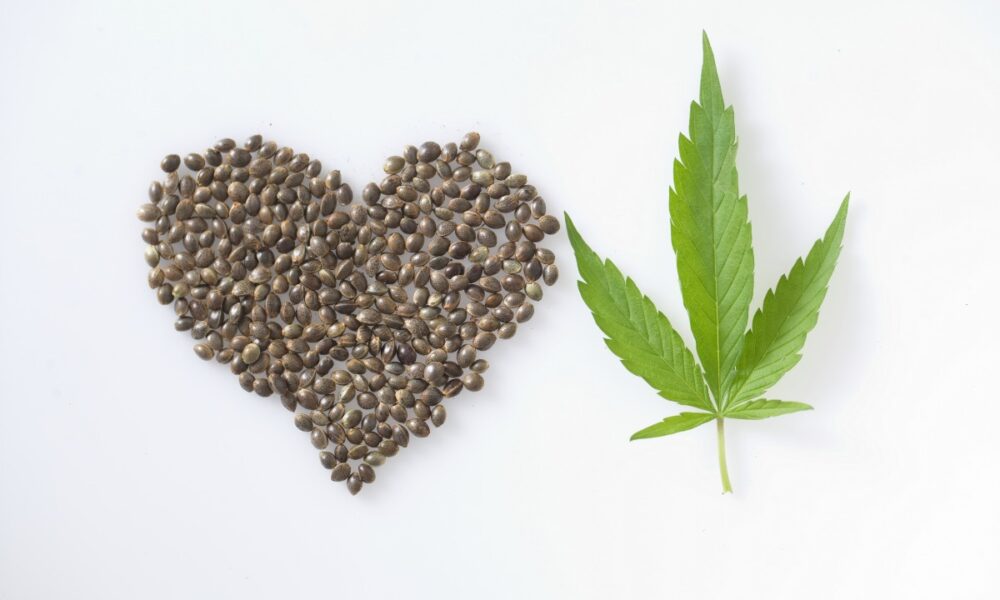 CBD Cannabis